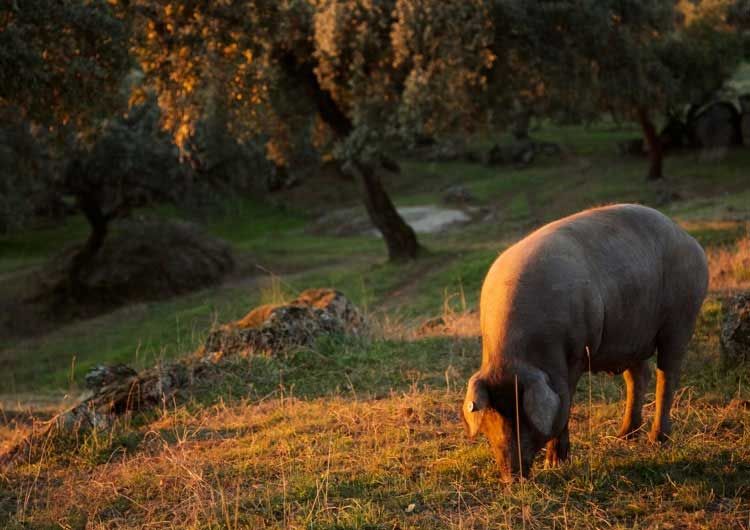 Статья: Ветчина с чёрной ножкой